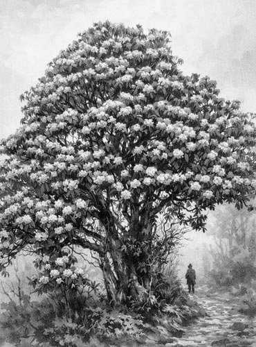 Barsey Rhododendran Sanctuary Trek